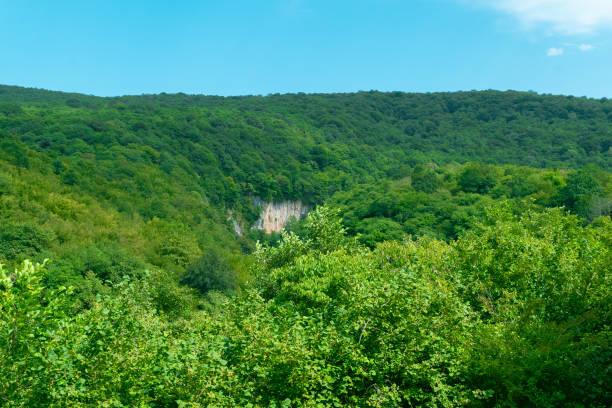 Beautiful mountain landscape. Mountain forest. Green natural background. Summer travel, hiking.