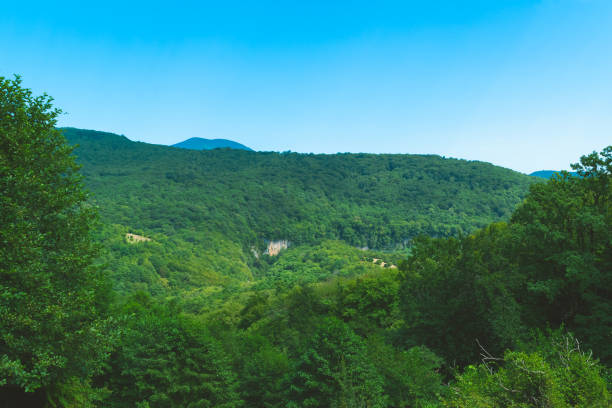 Beautiful mountain landscape. Mountain forest. Green natural background. Summer travel, hiking.