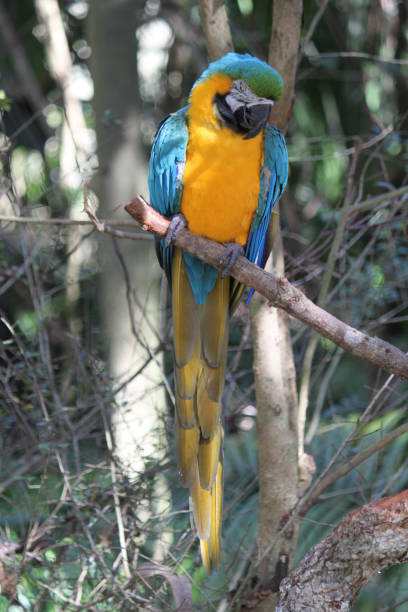 istock Gold and Blue Macaw Parrot Bird 2099721976