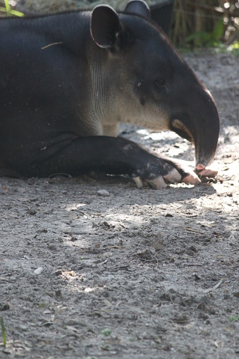 Tapir large herbivorous mammal, Tapiridae, short prehensile nose trunk animal.