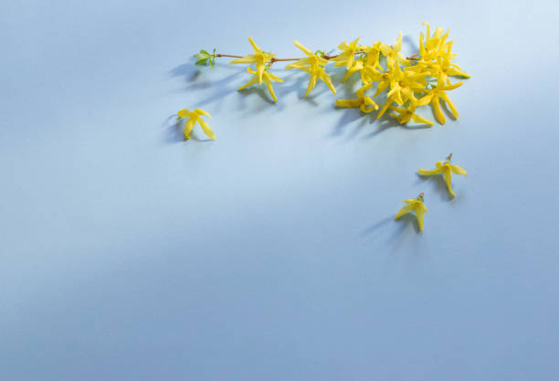 Forsythia in blossom