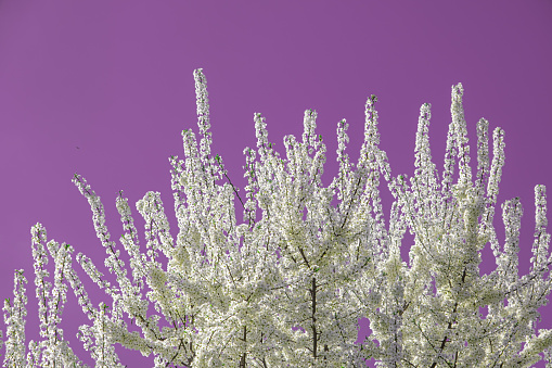 Spring with Blooming flowers on tree branches with purple background