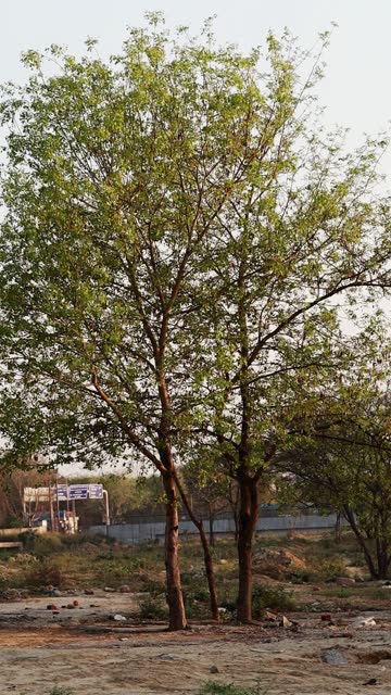 Rosewood tree (Sissoo Tree)