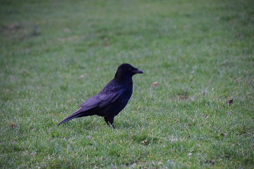 A carrion crow at ground level on the grass.