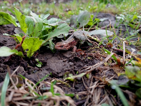 A gray viviparous lizard among the green grass is hidden on the background of gray soil. Natural camouflage of cold-blooded animals.