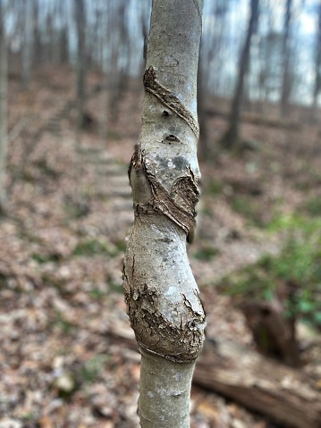 Twisted Tree Trunk