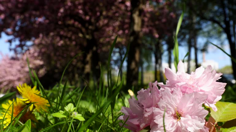 Blooming Cherry tree flowers