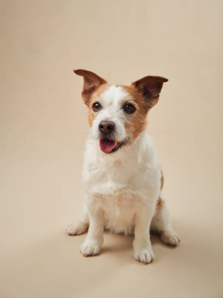 istock Jack Russell Terrier dog smiling on a beige backdrop 2099751398