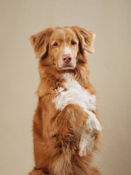 istock Attentive Nova Scotia Duck Tolling Retriever dog in studio 2099751399