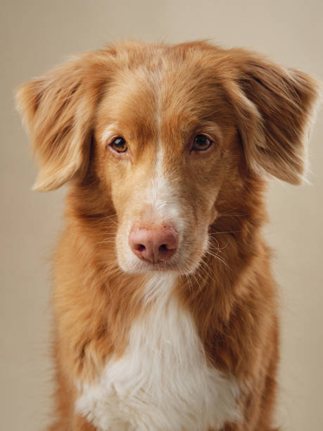 istock Attentive Nova Scotia Duck Tolling Retriever dog in studio 2099751402