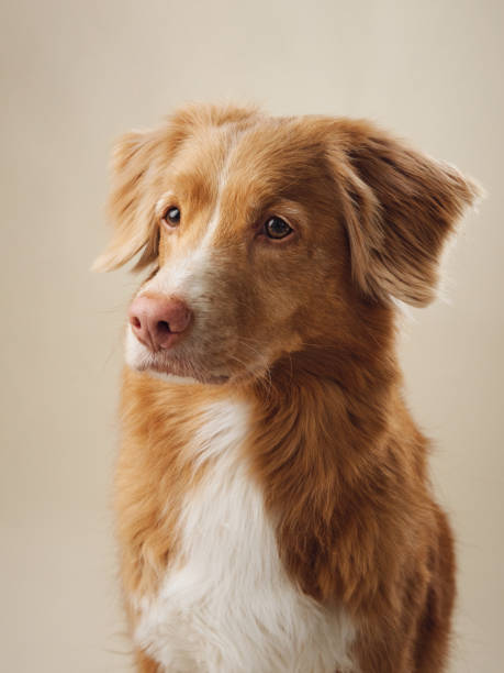 istock Attentive Nova Scotia Duck Tolling Retriever dog in studio 2099751493