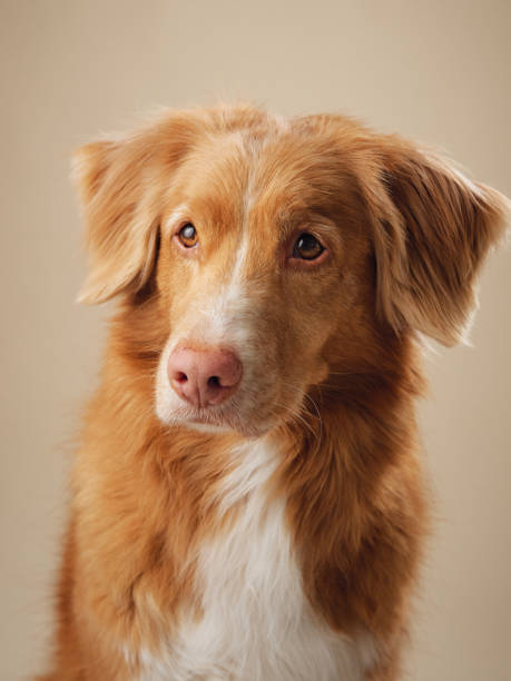 istock Attentive Nova Scotia Duck Tolling Retriever dog in studio 2099751916