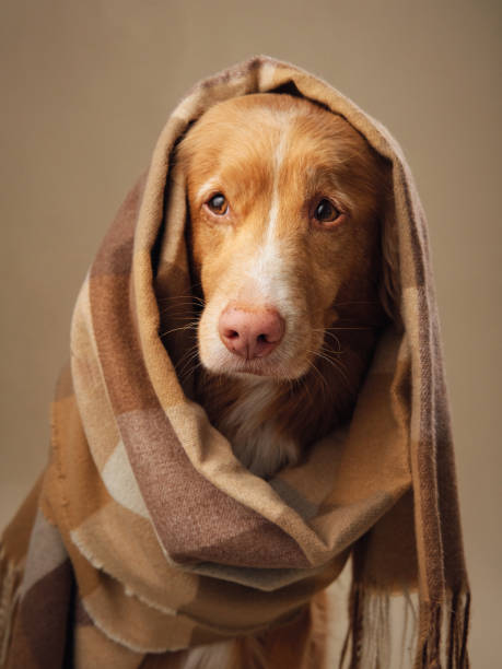 istock Nova Scotia Duck Tolling Retriever dog draped in a checkered shawl 2099751932