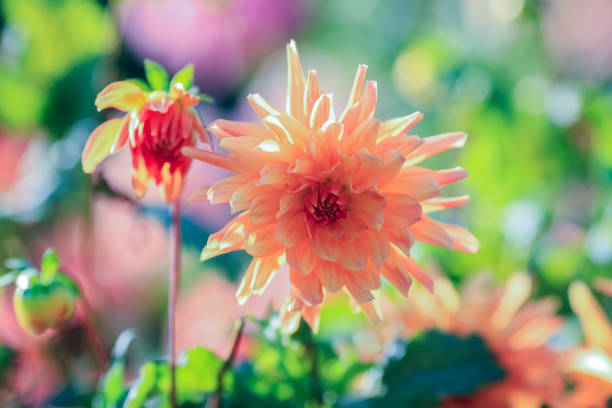 Dahlia is a member of the Compositae (also called Asteraceae) family of dicotyledonous plants, blooming in the autumn