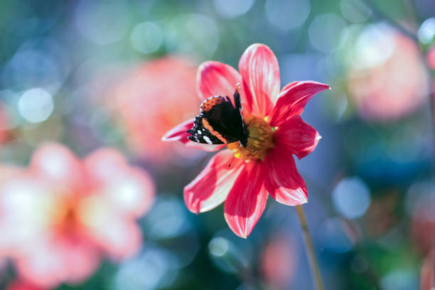 Dahlia is a member of the Compositae (also called Asteraceae) family of dicotyledonous plants, blooming in the autumn