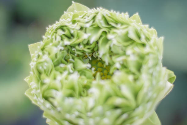 close up lotus and blur backgriund