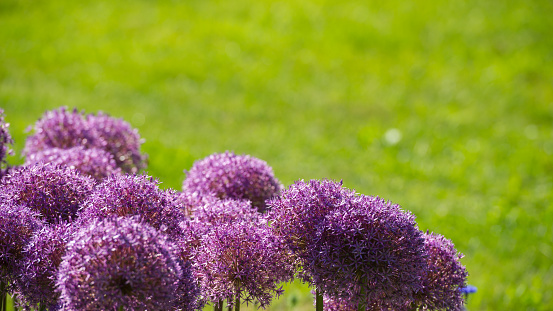 Lilac flowers Allium are on the background of green grass. Web banner.