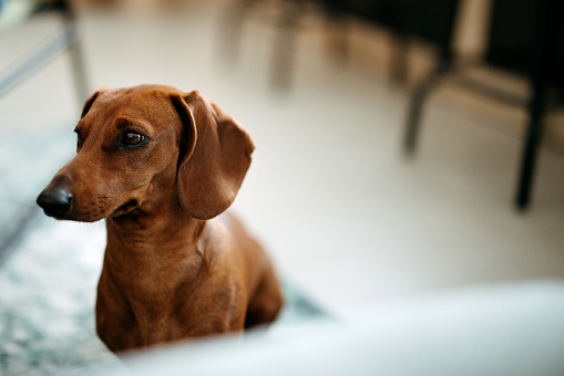 Pretty brown small dog at home