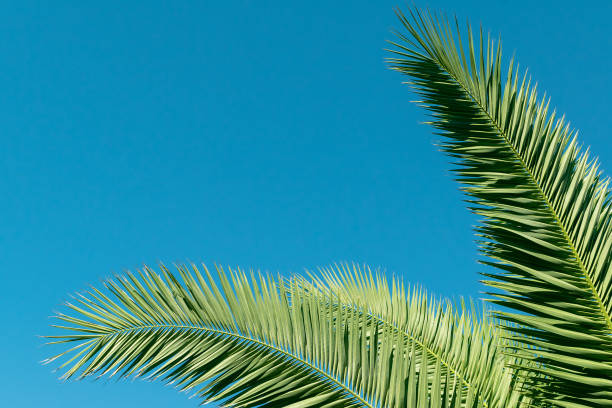 istock Green palm leaves against a blue sky. Summer background. 2099762015