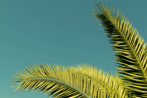 istock Green palm leaves against a blue sky. Summer background. 2099762023