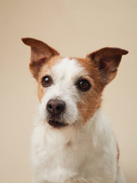 istock Jack Russell Terrier dog smiling on a beige backdrop 2099762595