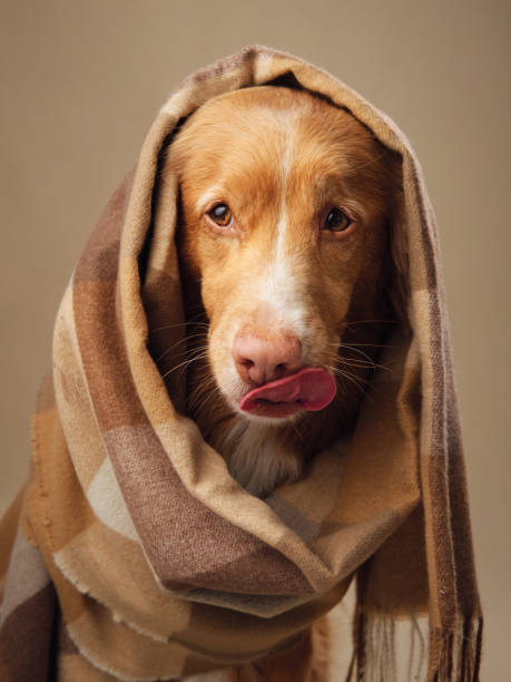 istock Nova Scotia Duck Tolling Retriever dog draped in a checkered shawl 2099762605