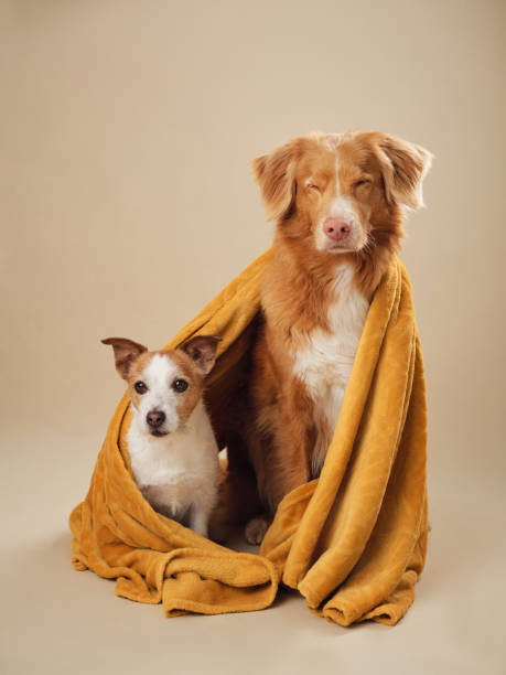 jack russell e um sereno tolling retriever do pato da nova escócia um momento confortável - jack towel - fotografias e filmes do acervo