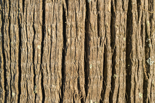 Tree bark, close-up. Tree trunk. Backgrounds and textures. Cracks and roughness.