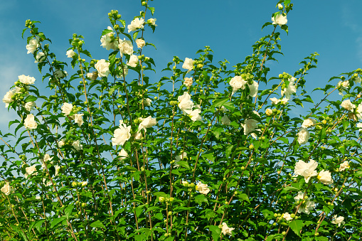 Beautiful white flowers. Hibiscus syriacus, the rose of Sharon, Syrian ketmia, shrub althea, simply althea, rose mallow.