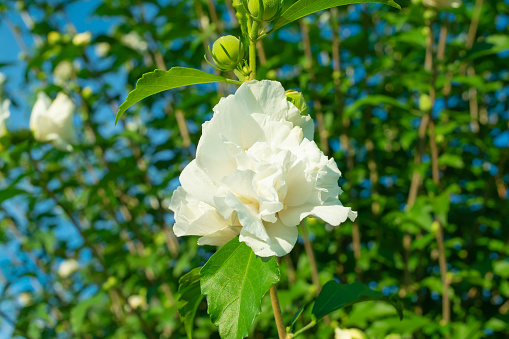 Beautiful white flowers. Hibiscus syriacus, the rose of Sharon, Syrian ketmia, shrub althea, simply althea, rose mallow.