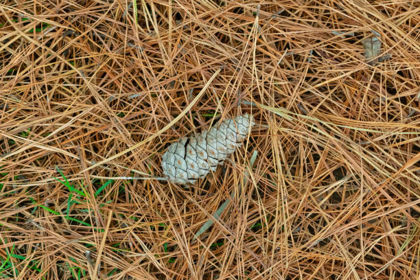 istock The cone lies on pine needles. Forest background. 2099764333