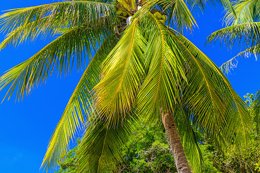 View of the crown of a coconut tree with coconut fruits against a blue sky. Palm leaves develop in the wind. Rest and relaxation concept. Sanya, China