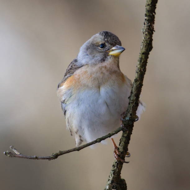 istock Fringilla montifringilla aka The brambling. 2099778387
