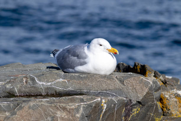 istock Majestic Seagull by the Seattle Shore. 2099781507