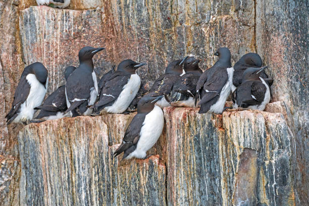 istock Brunnichs Guillemots Crowding on a Rocky Cliff 2099786851