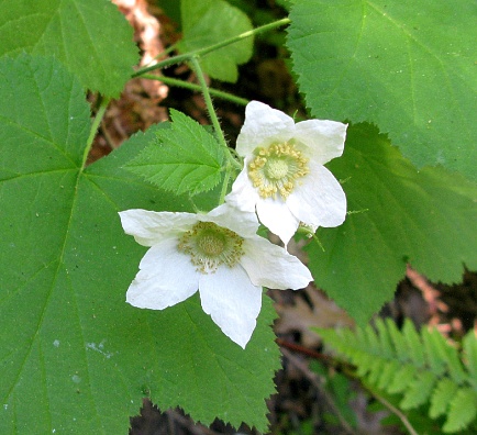 White flowers with five petals