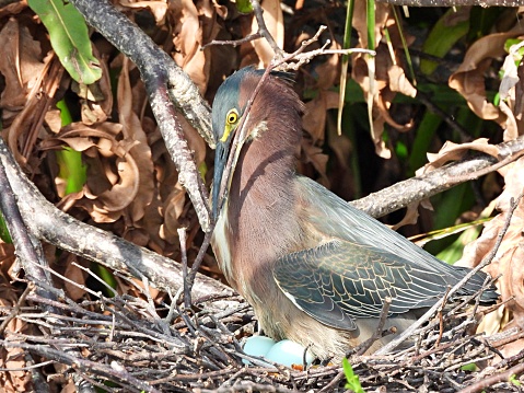Green Heron - profile, looking down
