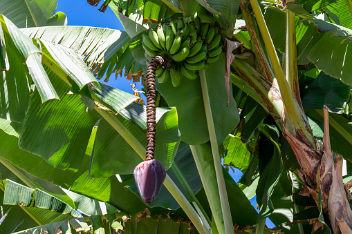 Close up view on banana flower and unripe fruits on a tree in the garden on the promenade in Puerto de la Cruz, Tenerife, Canary Islands, Spain, Europe. Exotic tropical banana tree