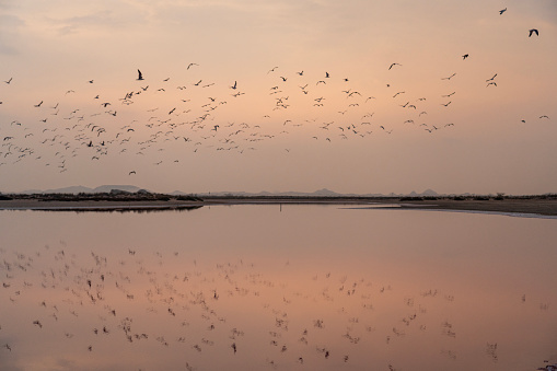 Pink lakes of Jalan Bani Bu Ali at sunset and flock of seagulls. Oman