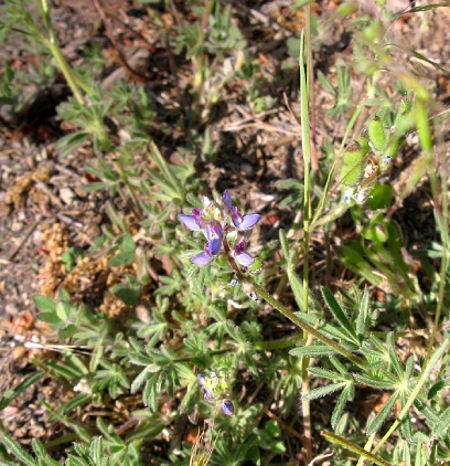 Cluster of tiny purple flowers