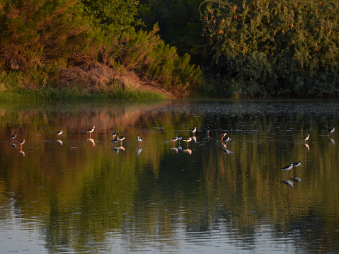 Stilt waterfowl on a peaceful pond