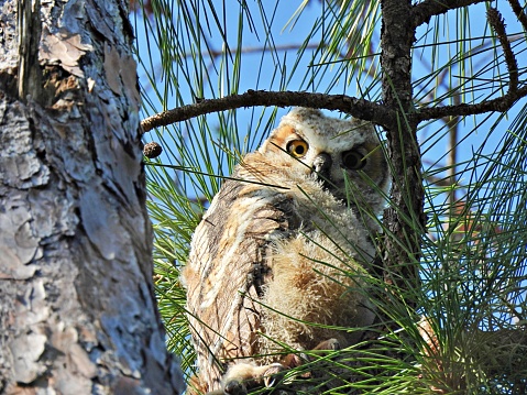 Great Horned Owl - young bird