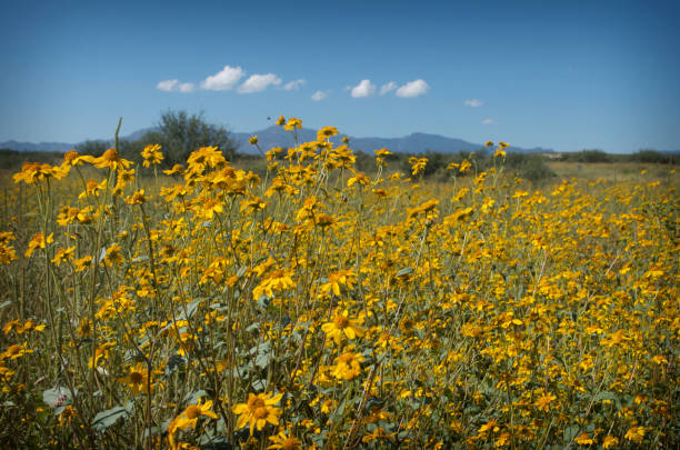 istock Wildflowers on a Sunny Day 2099811408