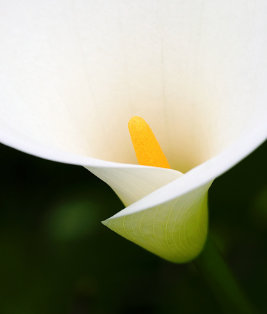 White, Calla Lily against a natural low-key background. Zantedeschia aethiopica. Selective shallow focus on stamen. Sintra, Portugal.