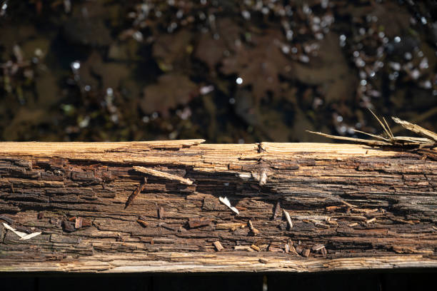 Southern state freshwater wetland forest on a on a sunny day in early spring (or late winter; February 28). The image was captured in Big Creek, Forsyth, (near Cumming) in Georgia (USA) with a full frame mirrorless digital camera and a sharp lens. The image is part of a large series of Georgia wetland.