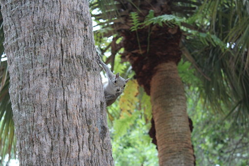 a grey squirrel clinging to the side of a large tree looking at the camera, with bushy tail