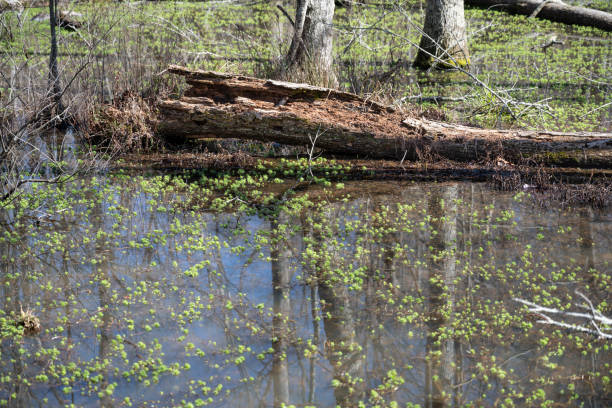 Southern state freshwater wetland forest on a on a sunny day in early spring (or late winter; February 28). The image was captured in Big Creek, Forsyth, (near Cumming) in Georgia (USA) with a full frame mirrorless digital camera and a sharp lens. The image is part of a large series of Georgia wetland.