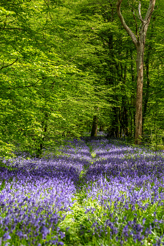 An idyllic bluebell wood in rural Sussex, on a sunny spring day