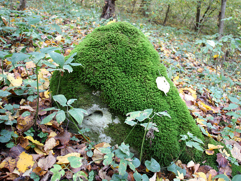 In the forest in the wild on the stone grows moss Anomodon