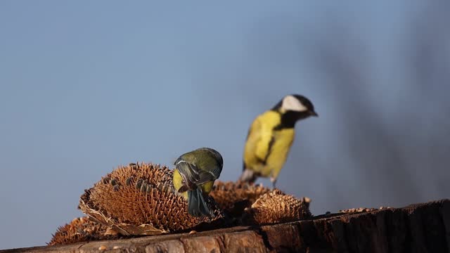 birds at the feeder, grabbing sunflower seeds
